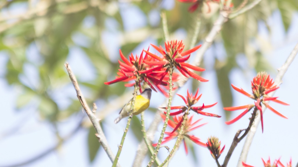 Zuckervogel - ML608735563