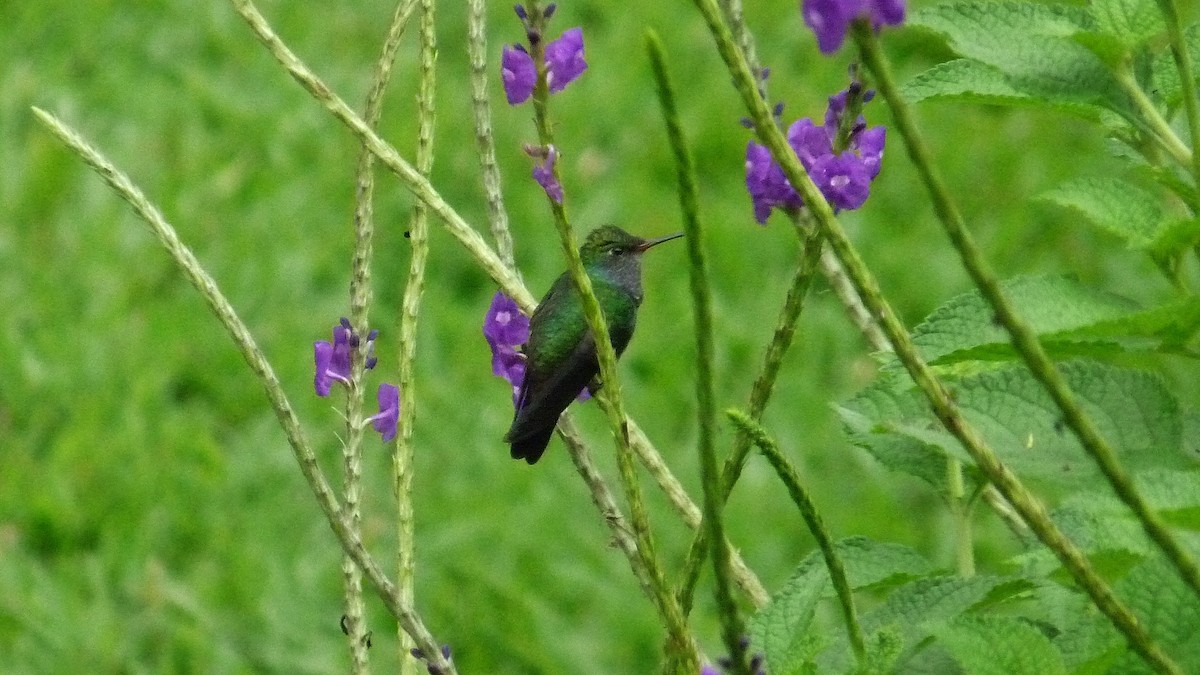 kolibřík safírový - ML608735611
