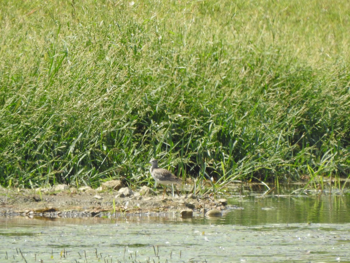 Lesser Yellowlegs - ML608735660