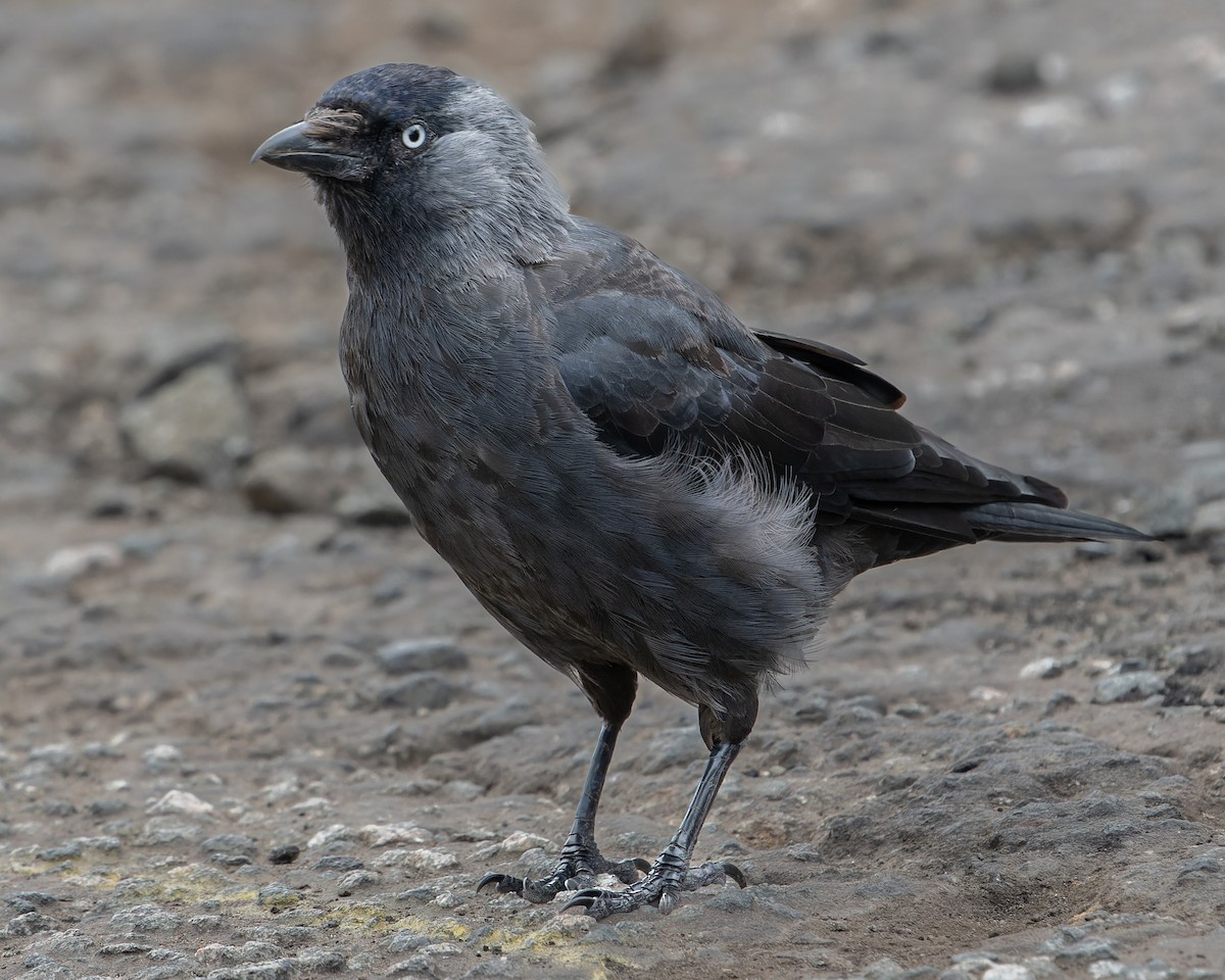 Eurasian Jackdaw - ML608735942