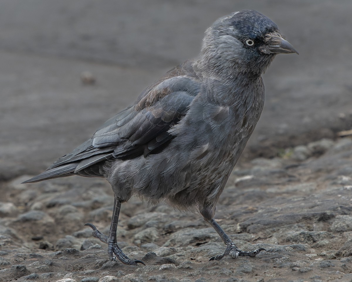 Eurasian Jackdaw - ML608735948