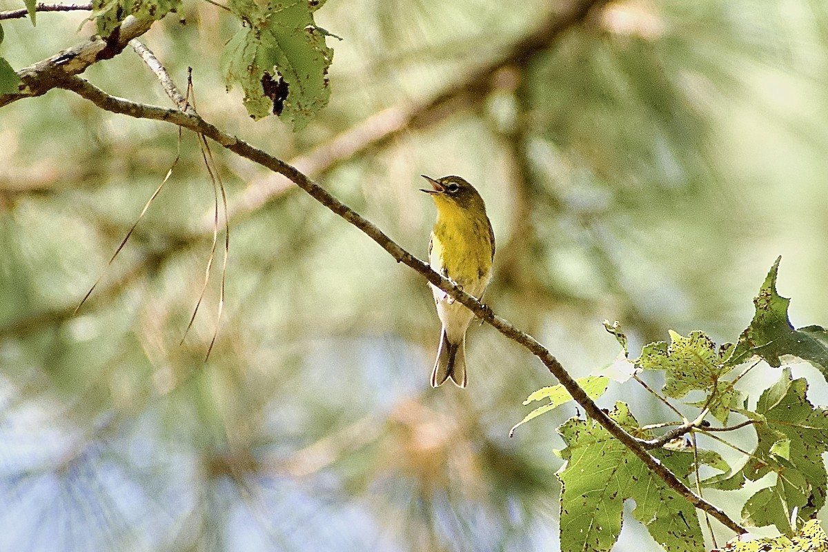 Pine Warbler - ML608735972