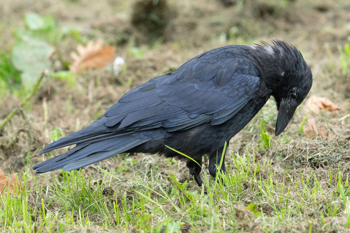 Carrion Crow - ML608736021