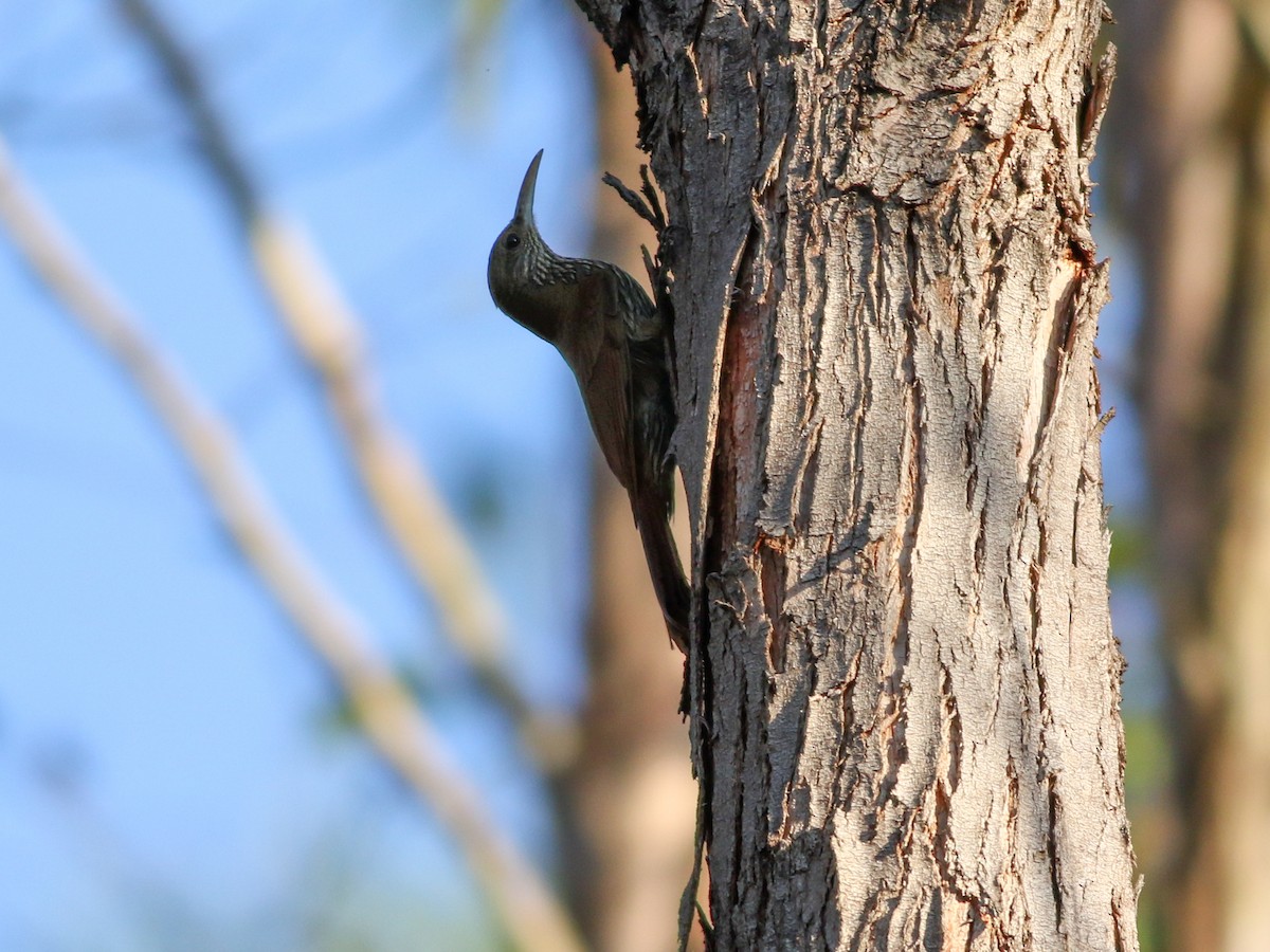 Dusky-capped Woodcreeper (Layard's) - ML608736052