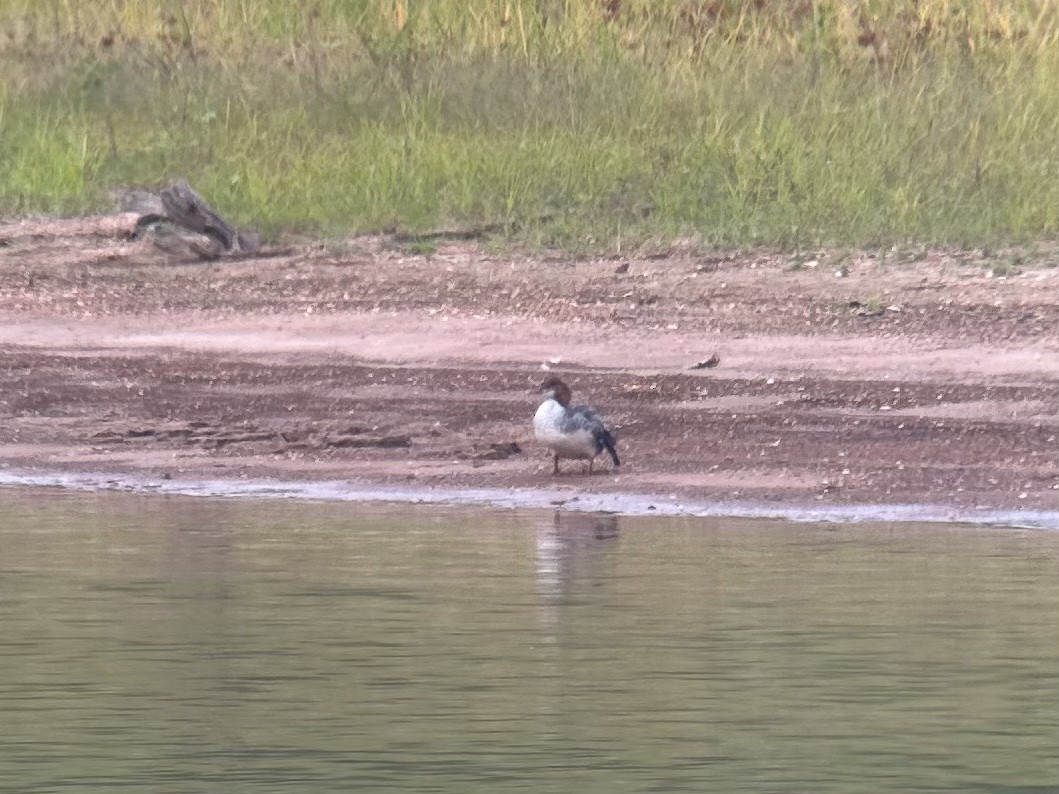 Common Merganser - ML608736140