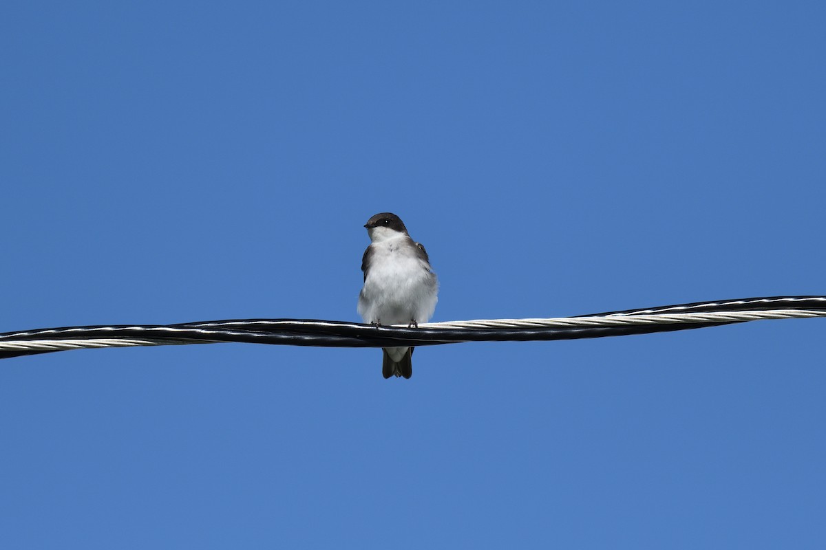 Tree Swallow - ML608736292