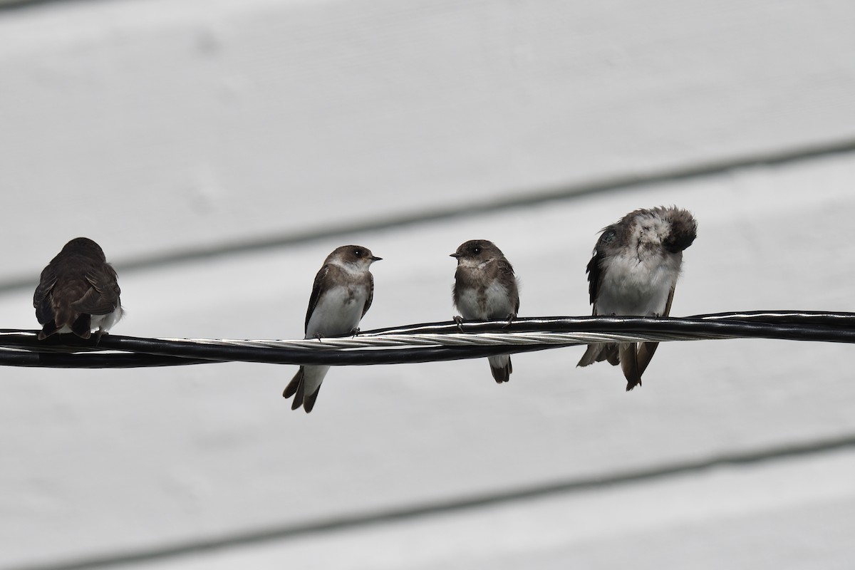 Bank Swallow - terence zahner