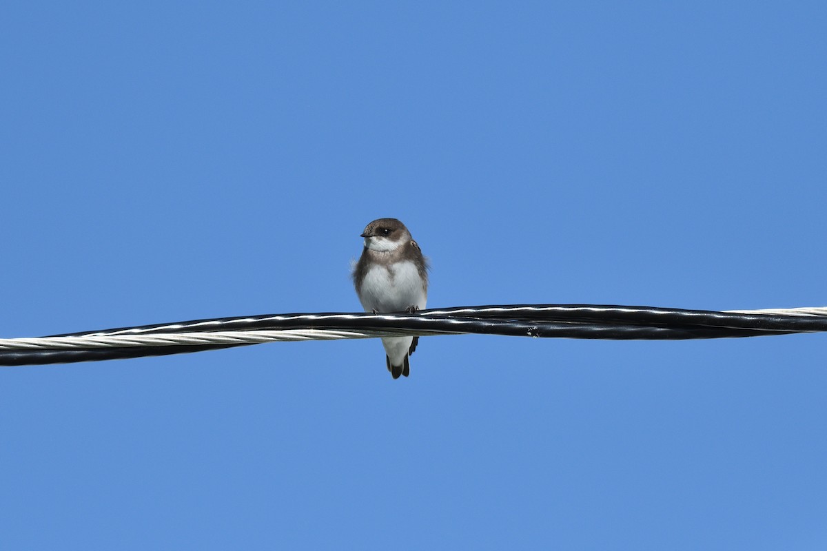 Bank Swallow - ML608736305