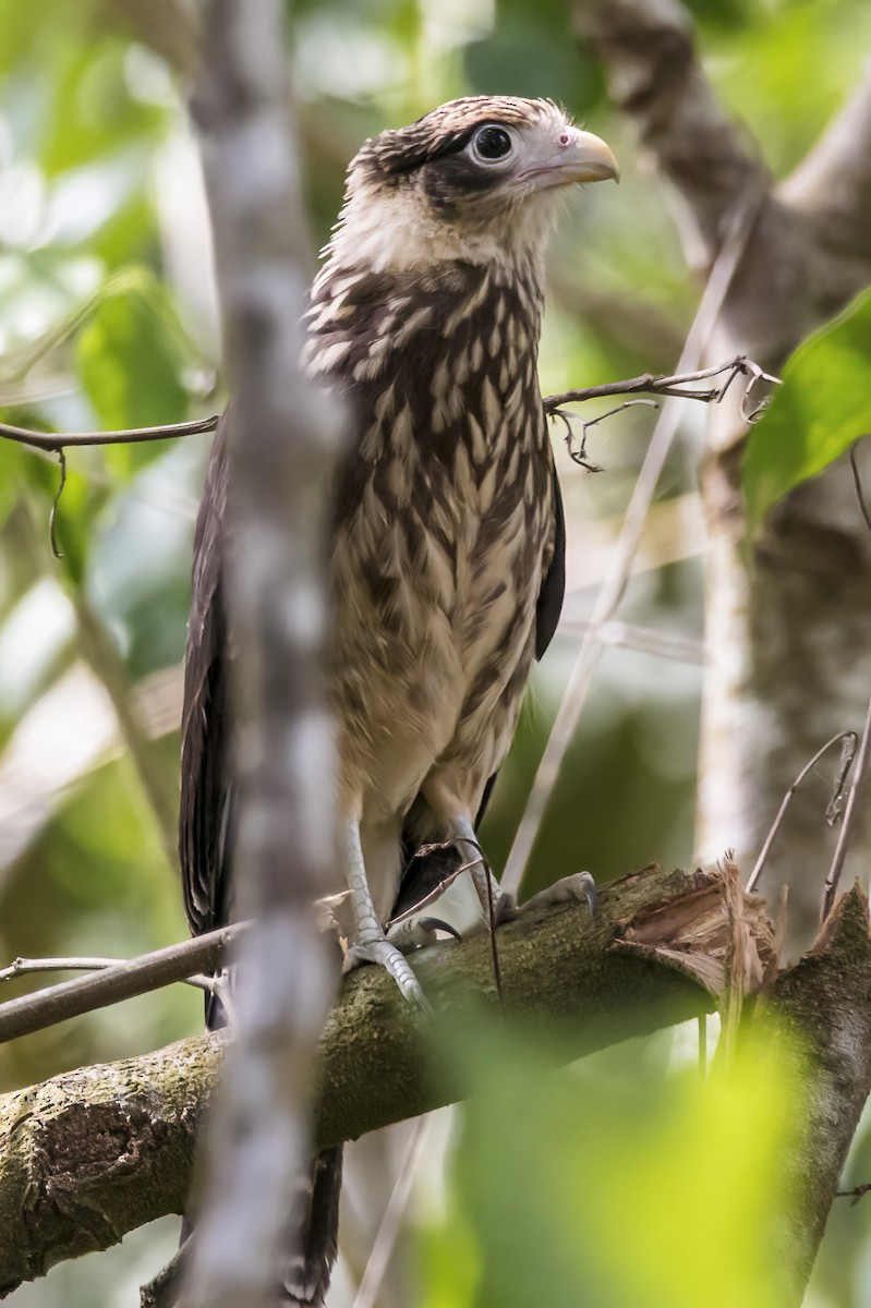 Caracara à tête jaune - ML608736346