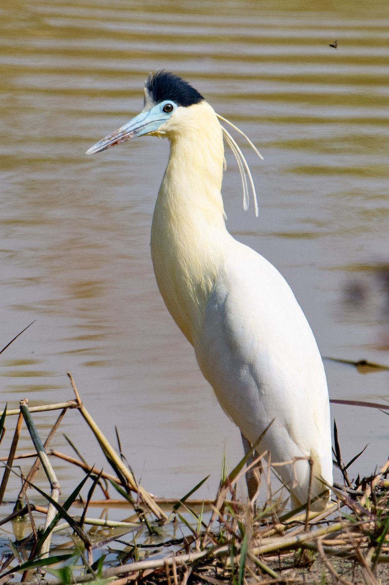 Capped Heron - Nancy Christensen