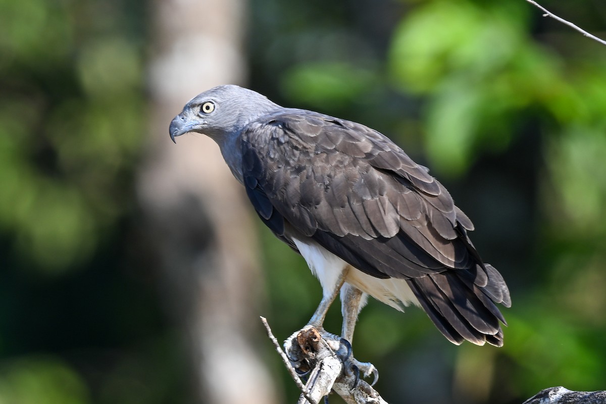 Lesser Fish-Eagle - Steve McInnis