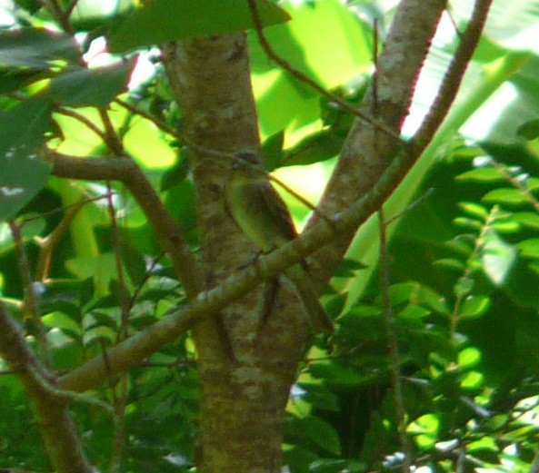 Eastern Wood-Pewee - ML608736429
