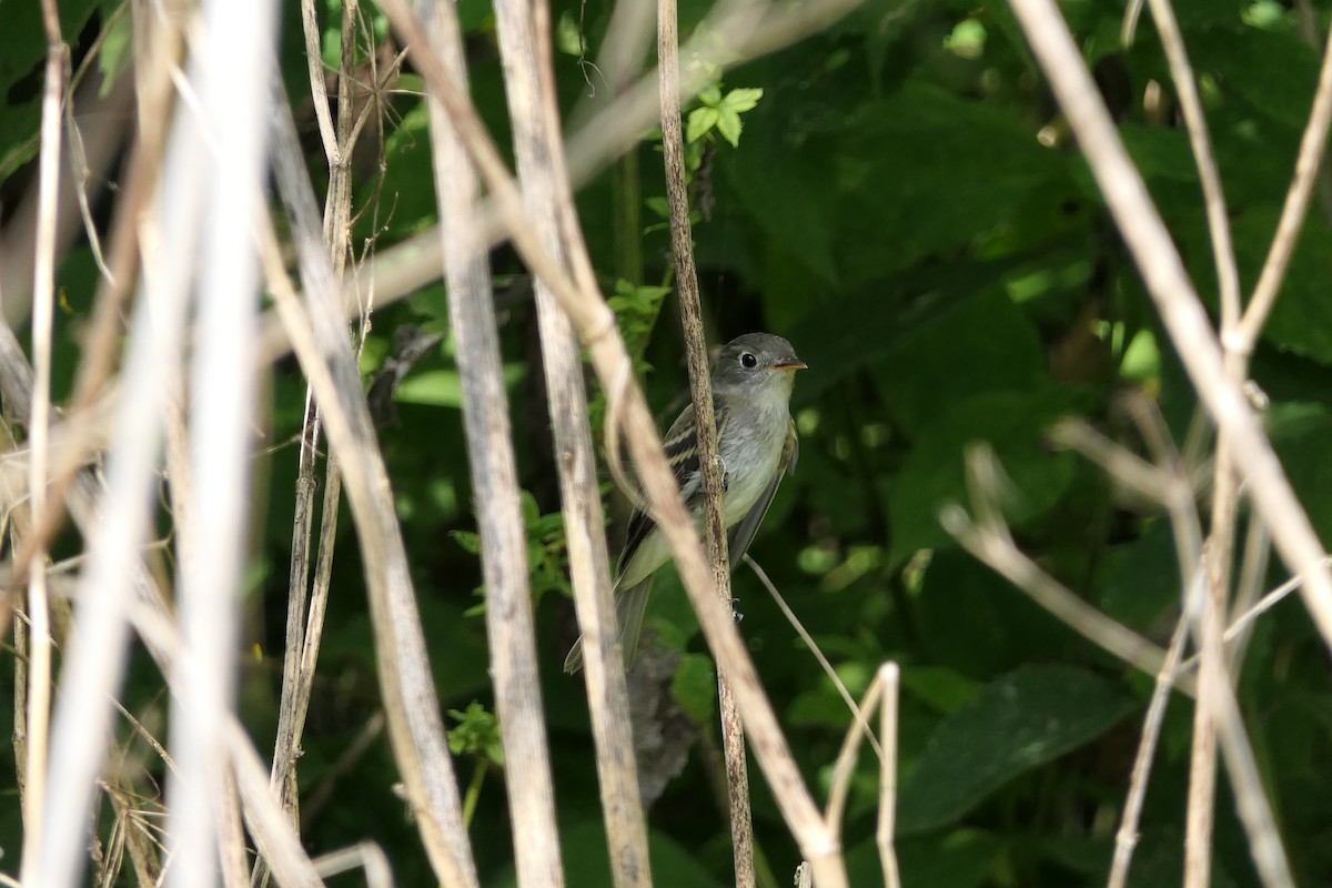 Least Flycatcher - ML608736430