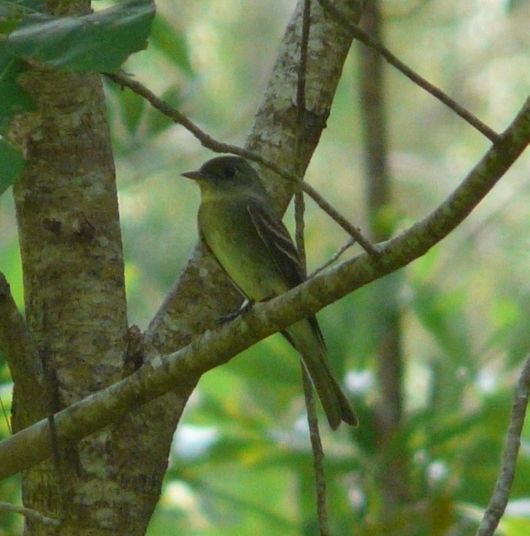 Eastern Wood-Pewee - ML608736431