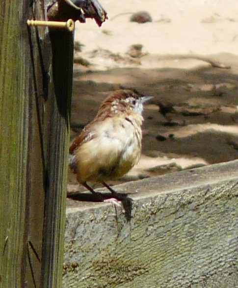 Carolina Wren - ML608736436
