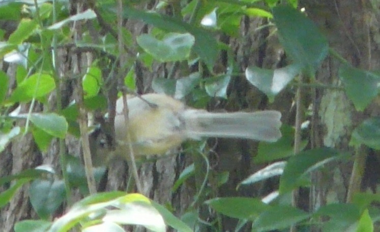 Tufted Titmouse - ML608736440