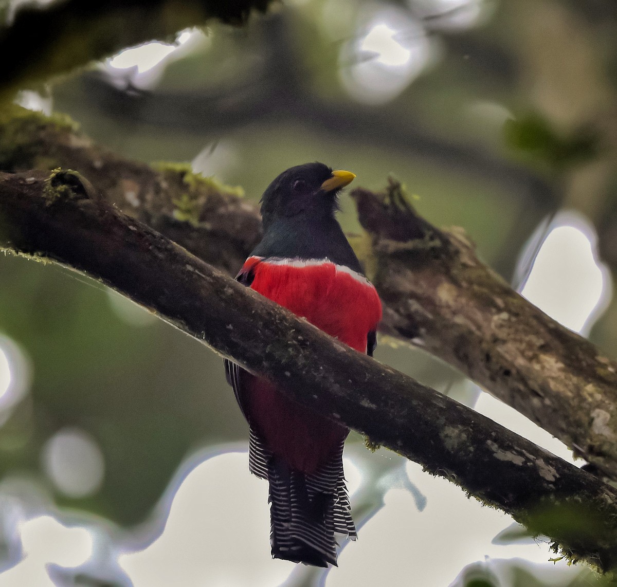 Collared Trogon - ML608736502