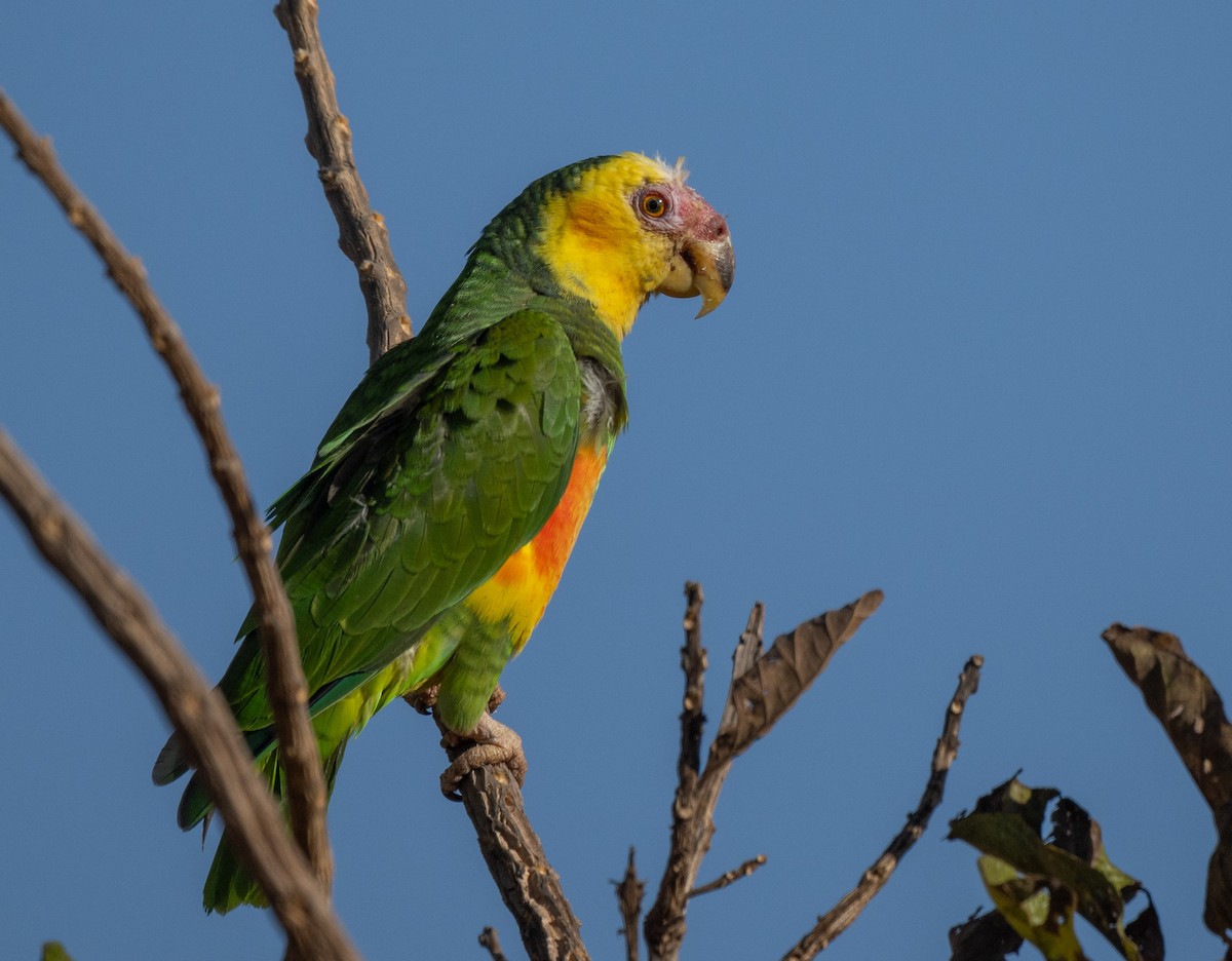 Yellow-faced Parrot - Lizabeth Southworth