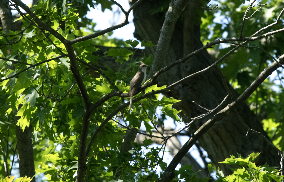 kukačka černozobá - ML608736595