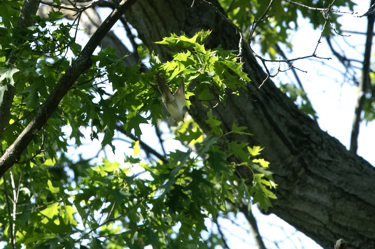 kukačka černozobá - ML608736596