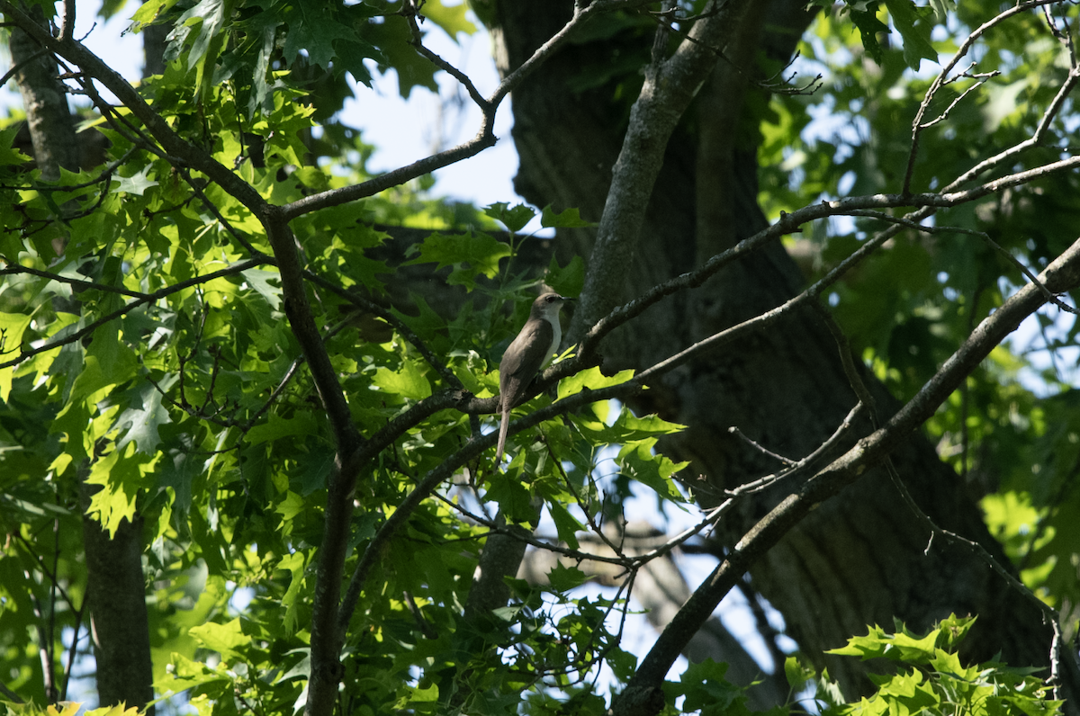 kukačka černozobá - ML608736597