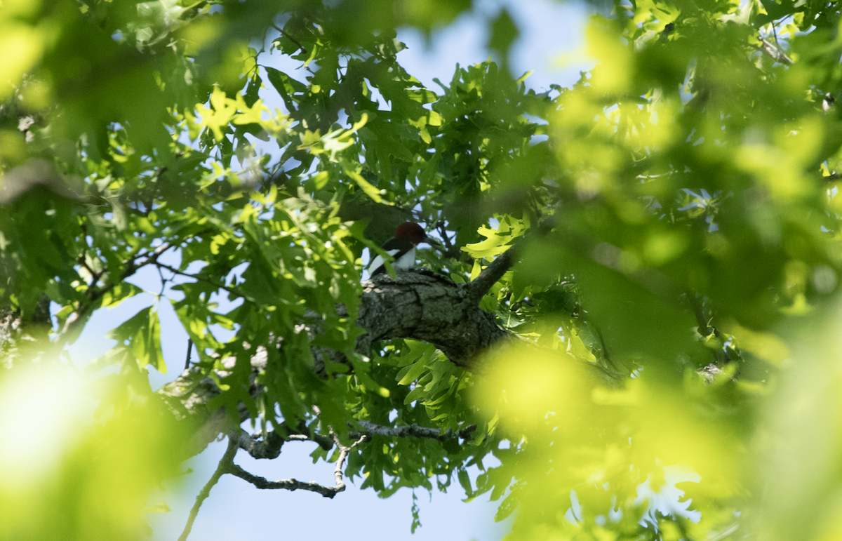 datel červenohlavý - ML608736621