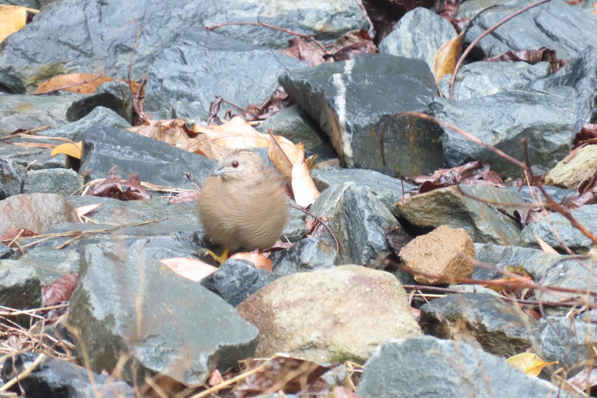 Brown Quail - ML608736631