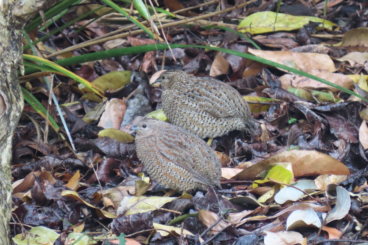 Brown Quail - ML608736641