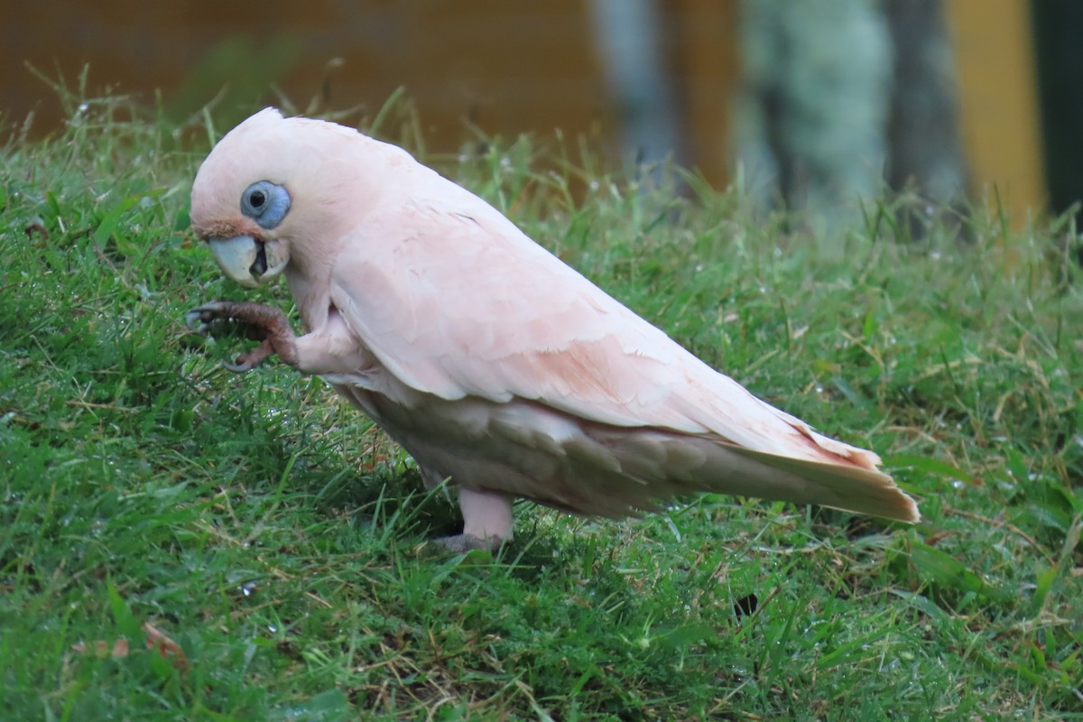 Little Corella - ML608736659