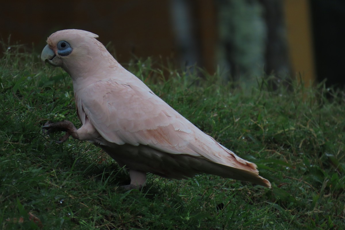 Little Corella - Jemaine Mulcahy