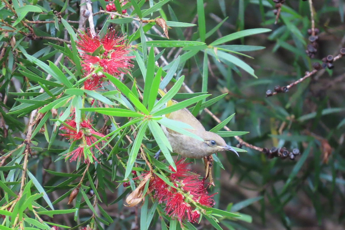 Brown Honeyeater - ML608736711