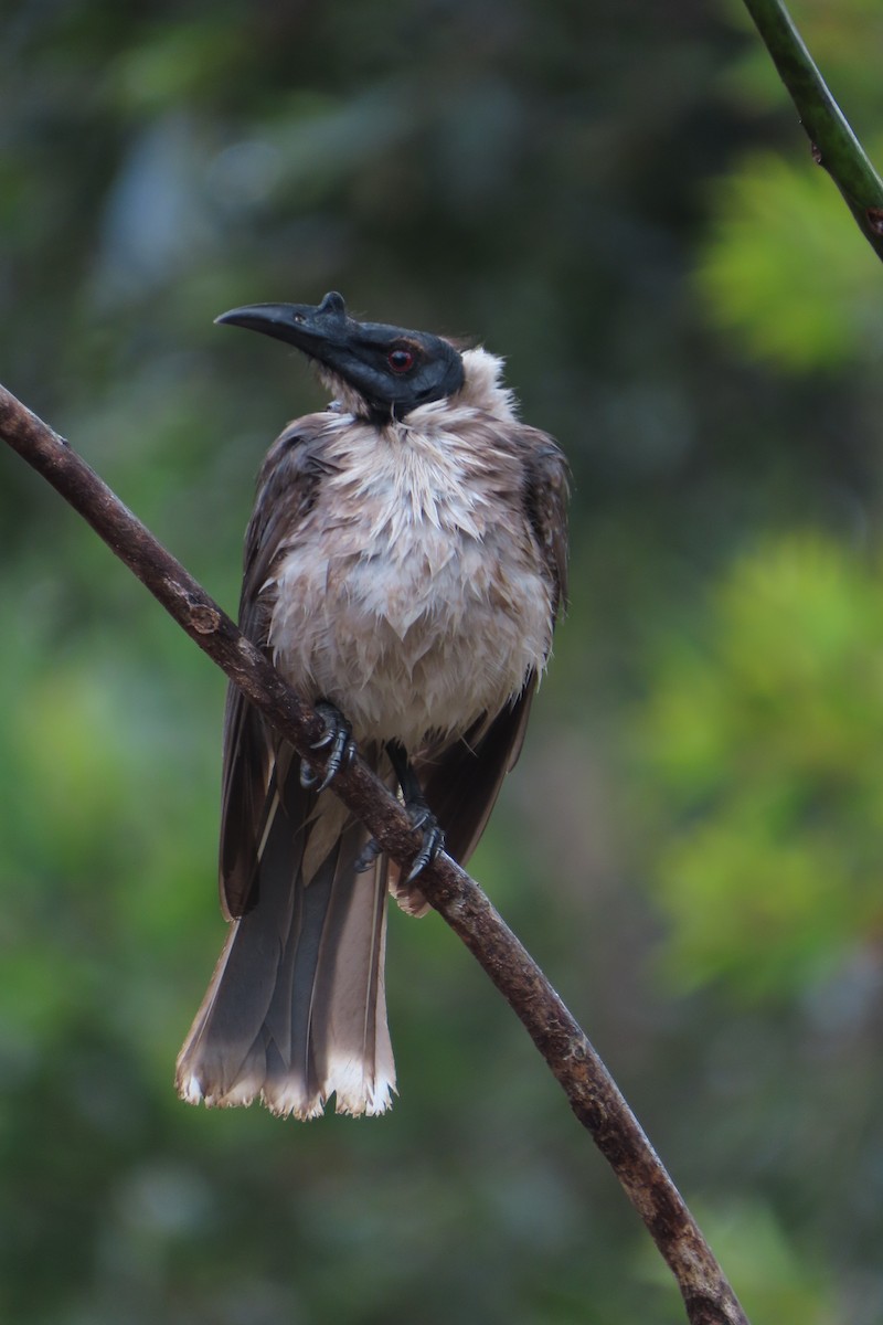 Noisy Friarbird - ML608736717