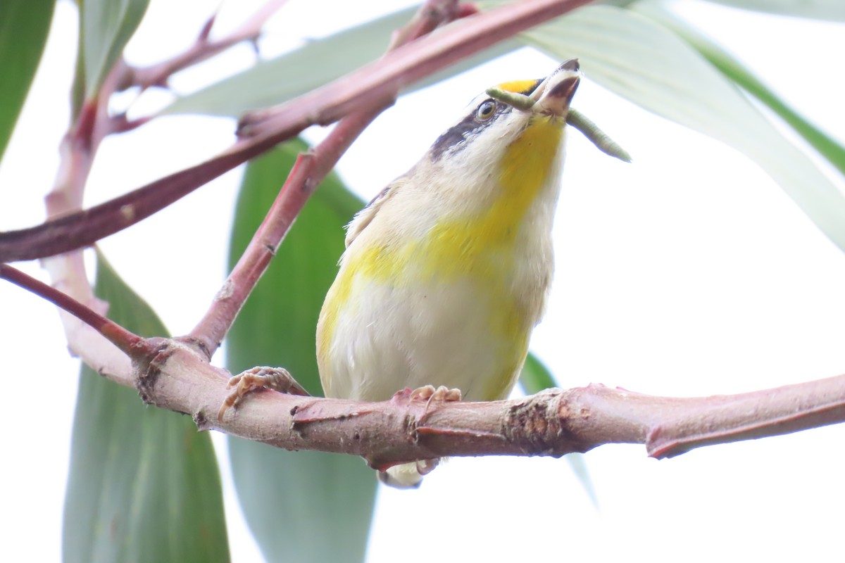 Striated Pardalote (Black-headed) - Jemaine Mulcahy