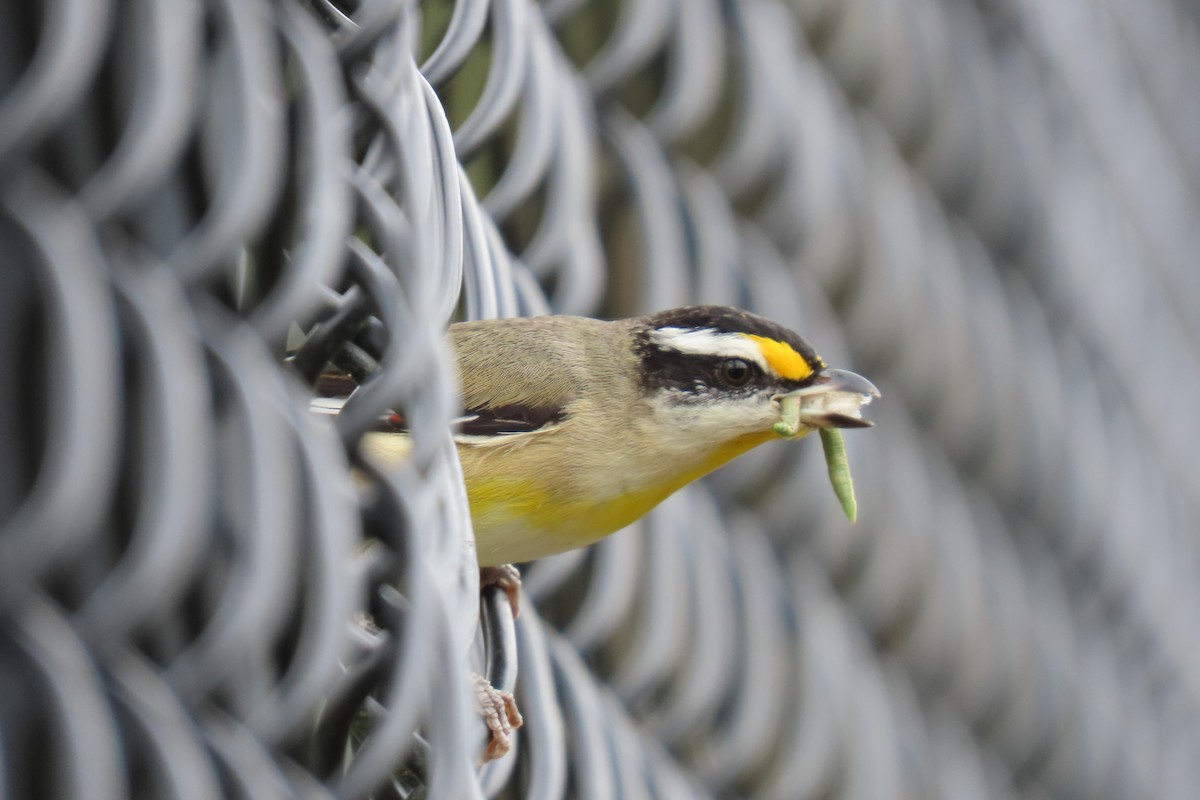 Striated Pardalote (Black-headed) - ML608736730