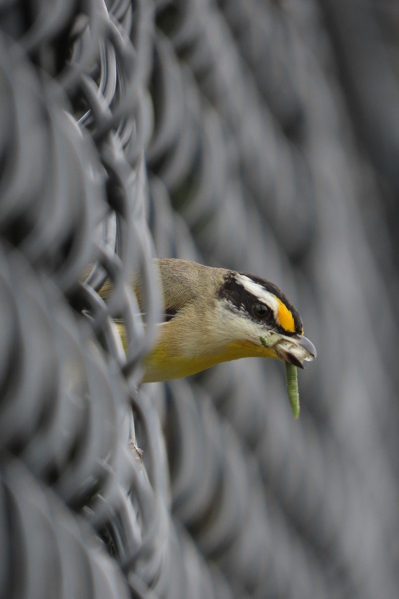 Striated Pardalote (Black-headed) - Jemaine Mulcahy