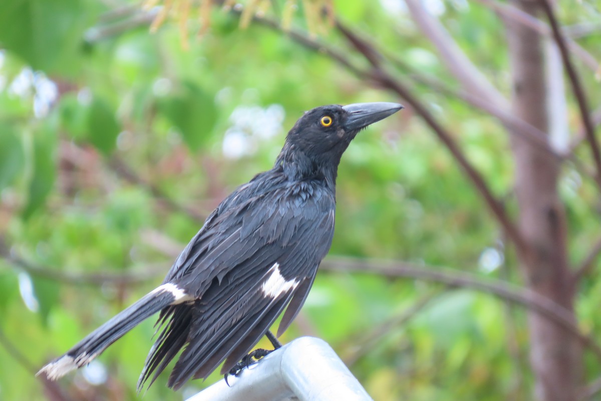 Pied Currawong - Jemaine Mulcahy