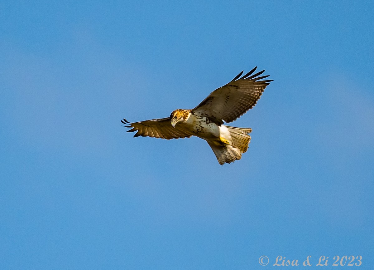 Red-tailed Hawk - ML608736846