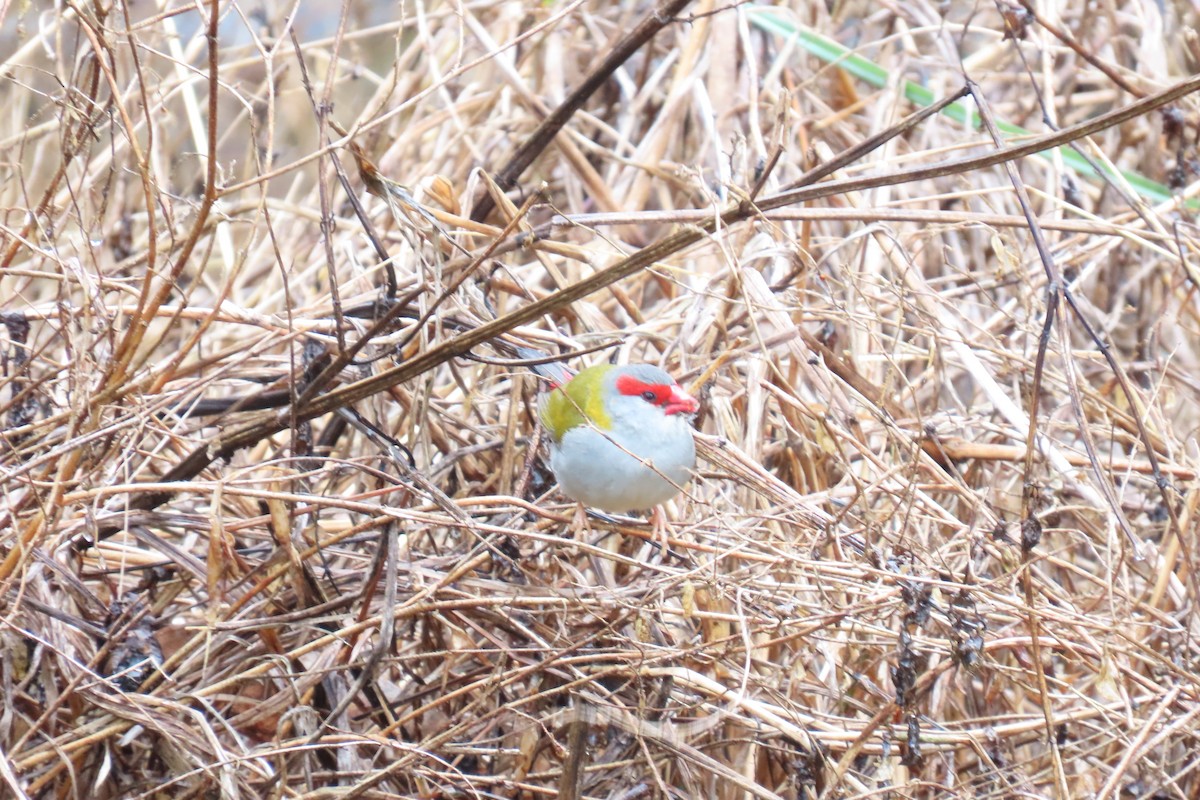 Red-browed Firetail - ML608736888