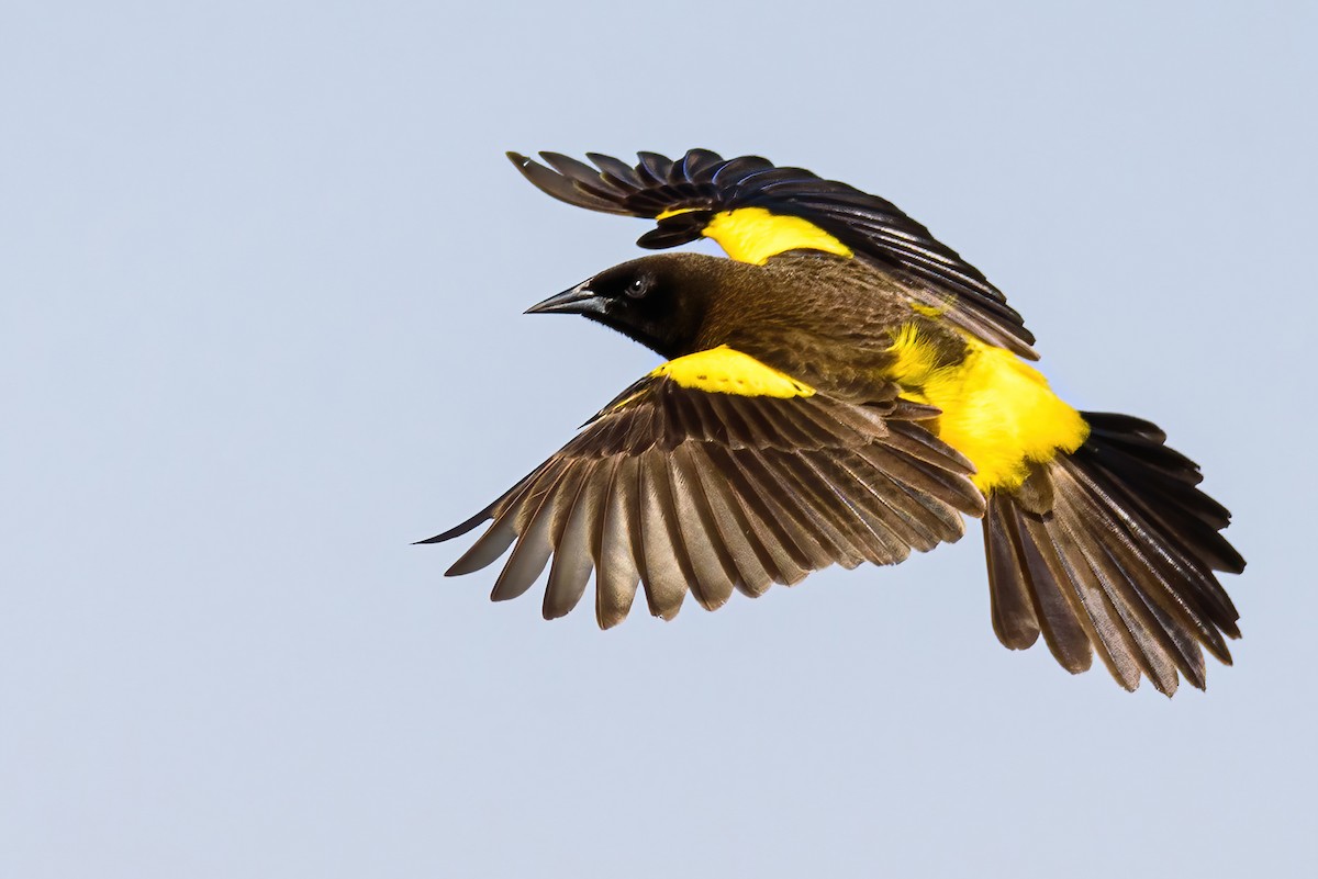 Yellow-rumped Marshbird - ML608736970
