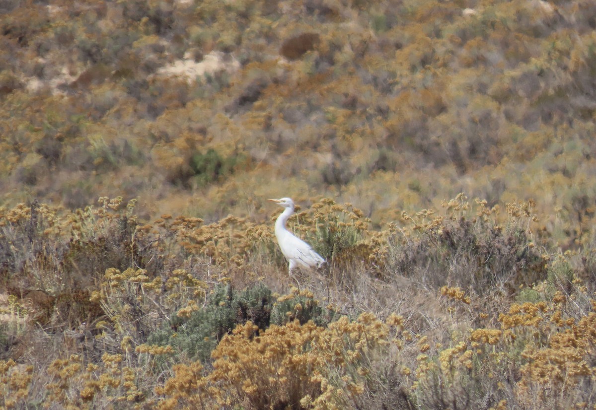 Western Cattle Egret - ML608736997