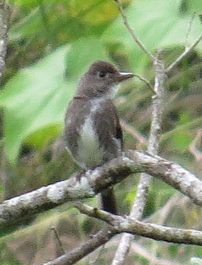 Olive-sided Flycatcher - ML608737296
