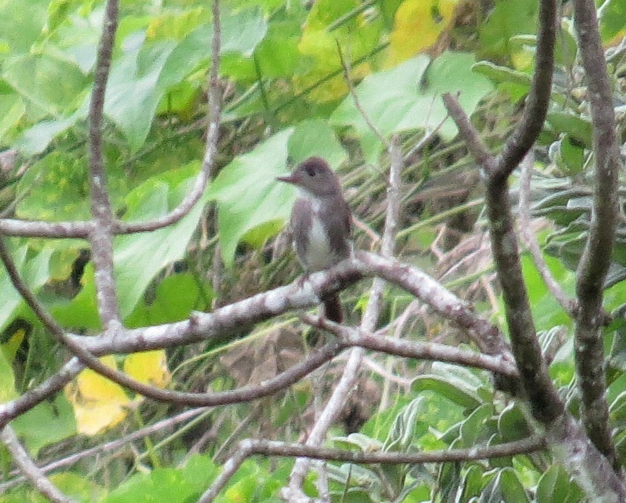Olive-sided Flycatcher - ML608737298