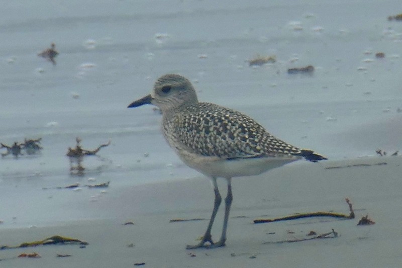 Black-bellied Plover - Brad Woodward