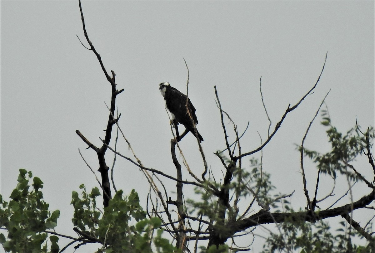 Osprey - ML608737365