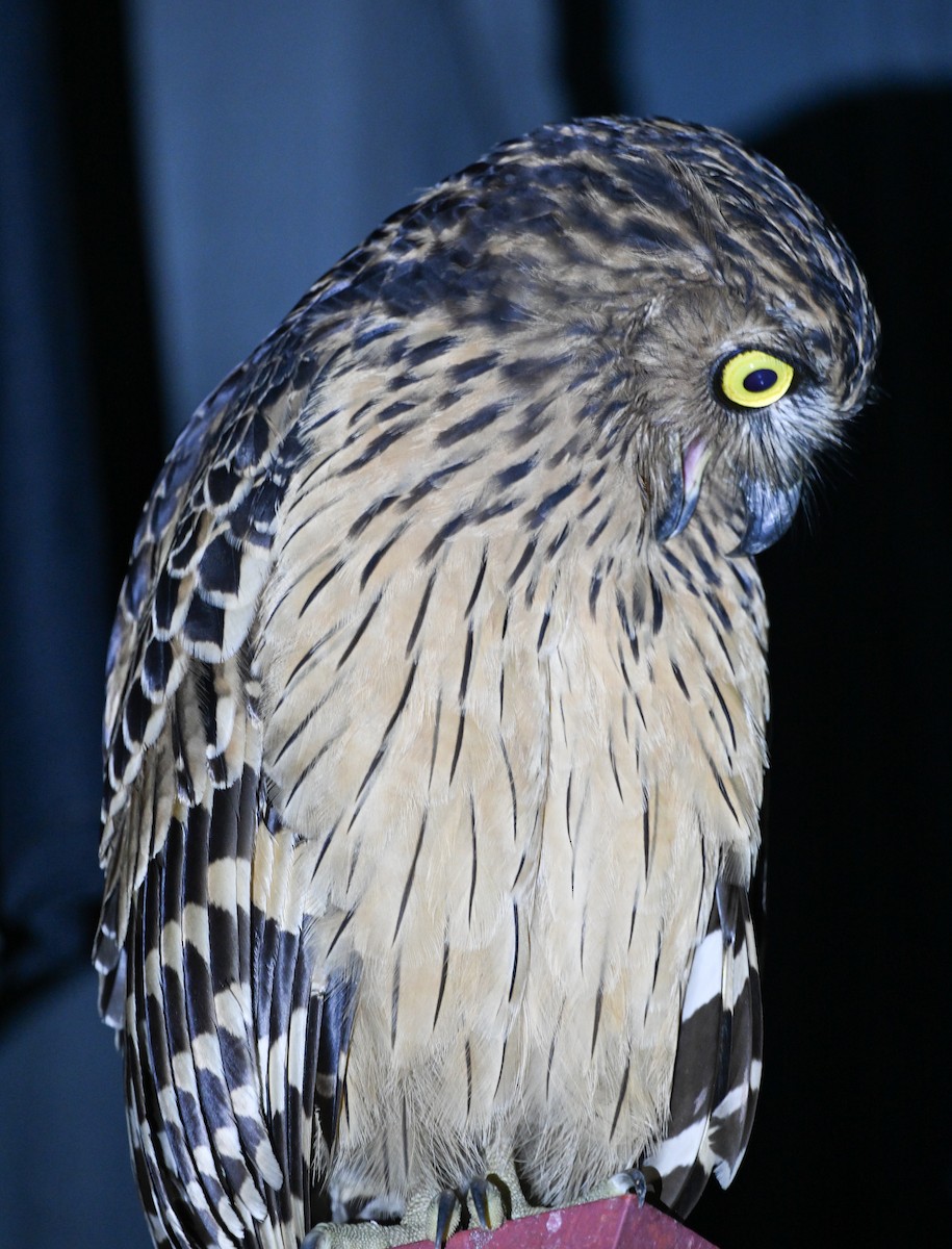 Buffy Fish-Owl - ML608737380