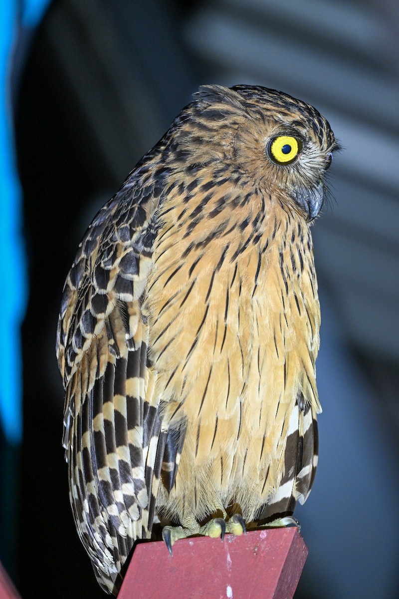 Buffy Fish-Owl - Steve McInnis