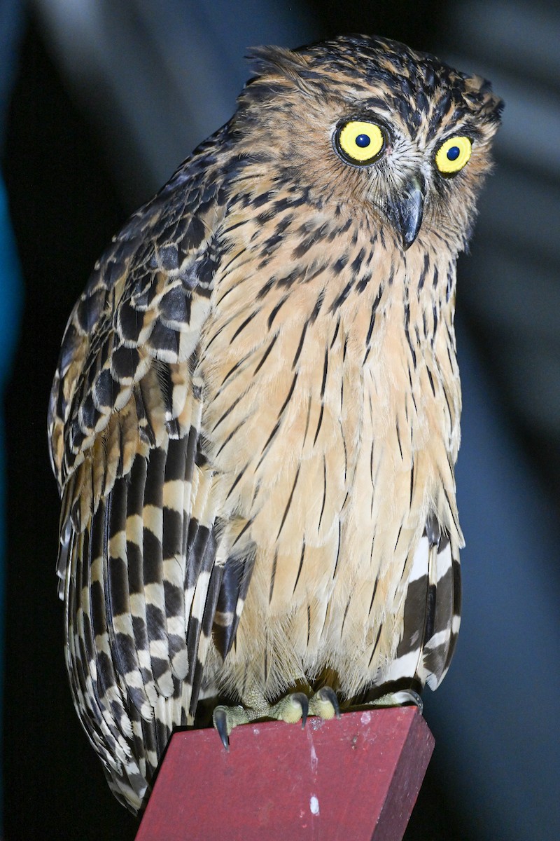 Buffy Fish-Owl - ML608737422