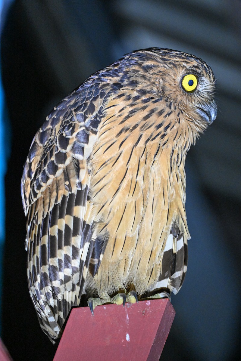 Buffy Fish-Owl - ML608737423