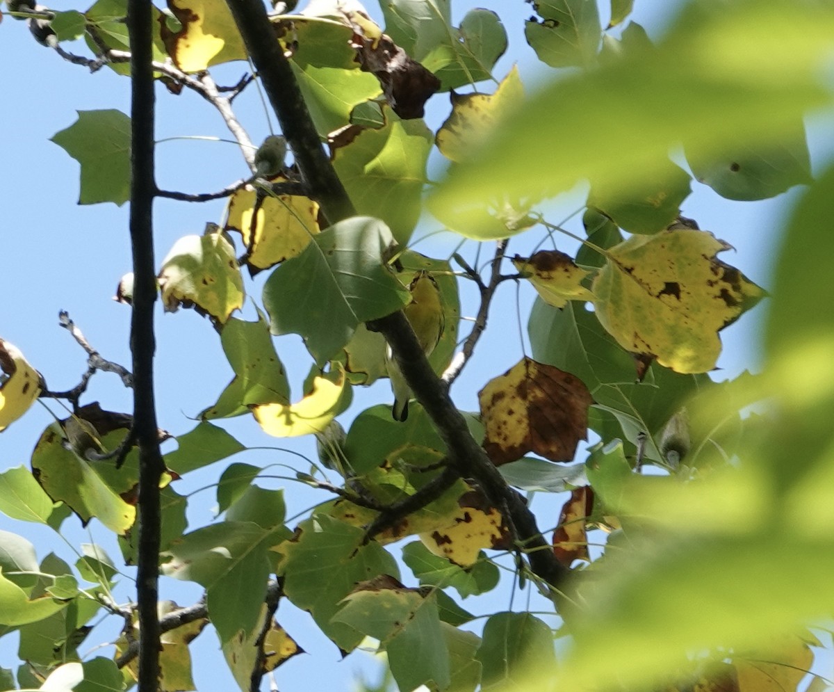 Blackburnian Warbler - ML608737444