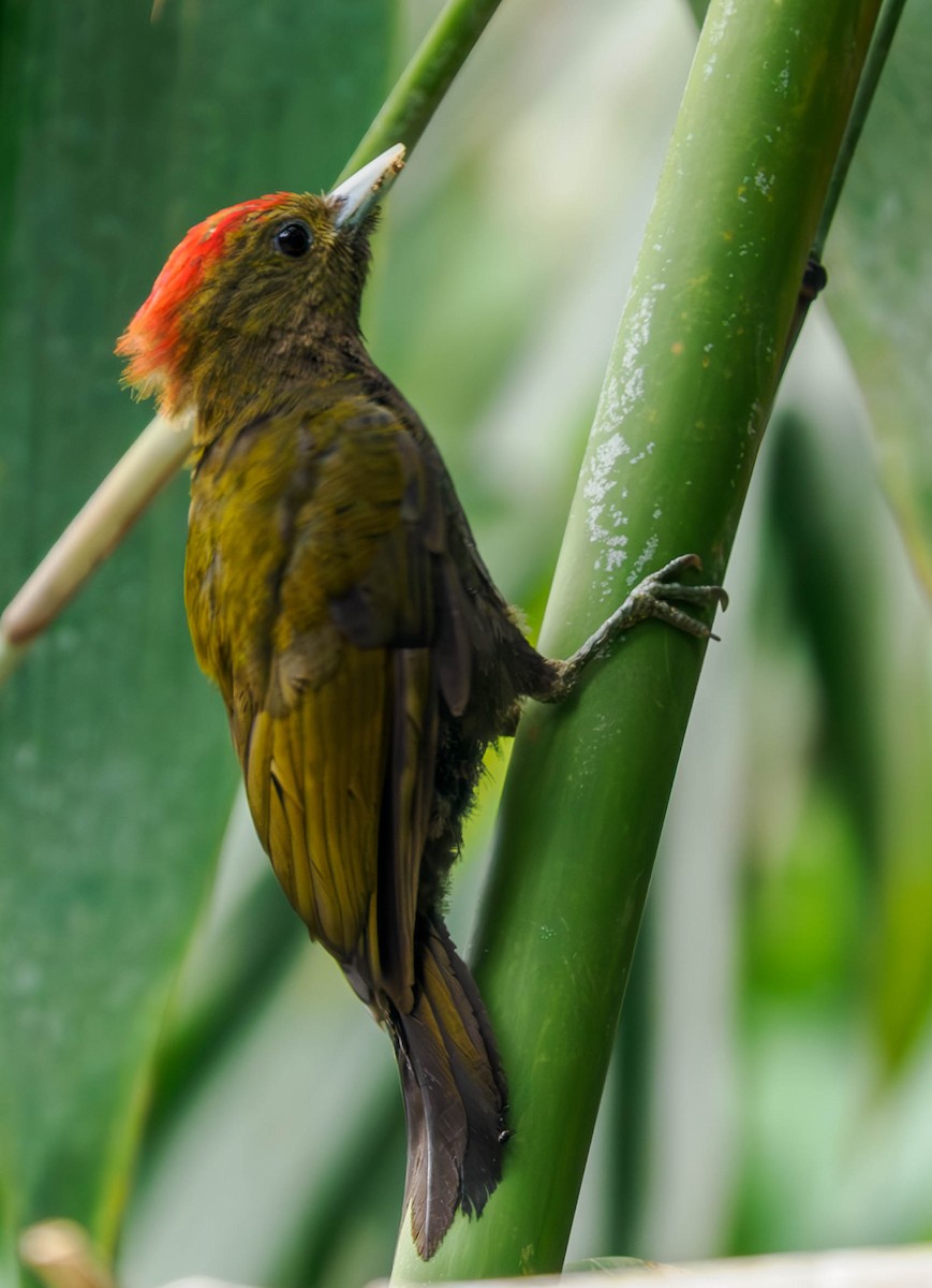 Bamboo Woodpecker - Susan Mac